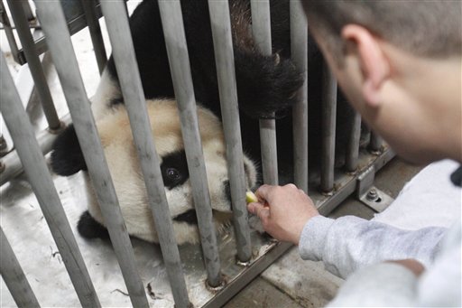 Mei Xiang, Juan Rodriguez