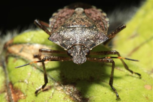 Food and Farm Stink Bugs