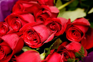 Red roses