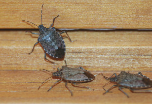 Stink bug