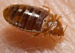 BEDBUG