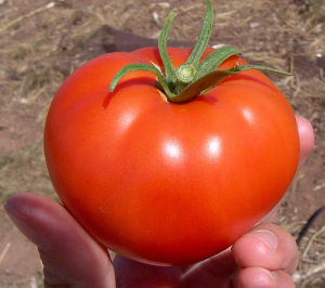Tomato, Ta mah toe