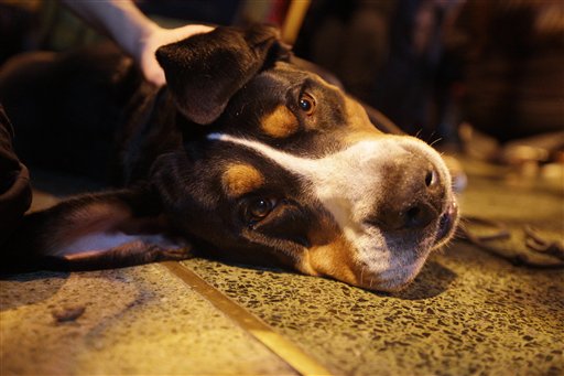 Westminster Dog Show