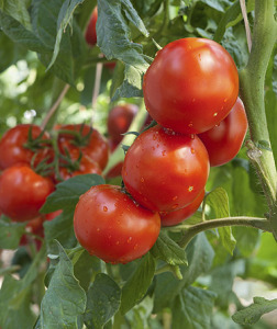 TOMATO VINE