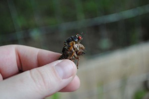 Cicada