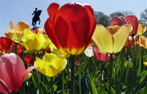 Spring in Boston