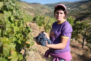 Portugal Wine