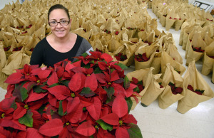 Poinsettia Sale