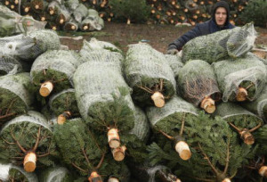 Christmas Tree Sales