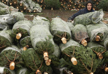 Christmas Tree Sales