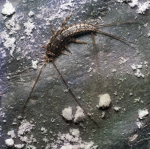 Silverfish or Fishmoth, Thysanura