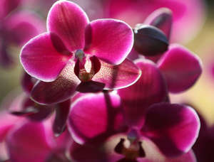 Press Preview Of Kew Gardens Orchids Exhibition