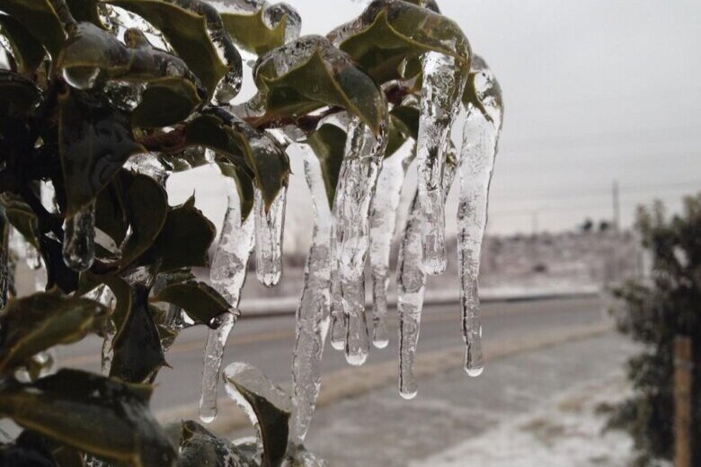 Icicle on tree