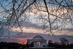 Washington Cherry Blossoms