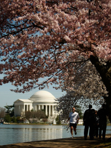 Cherry Blossoms Bloom In Washington DC