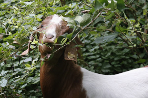 Congressional Cemetery Goats
