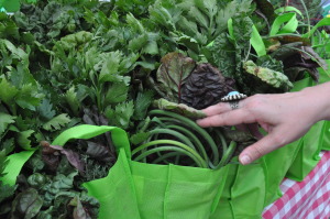 CSA Bags