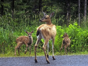 Deer and fawns
