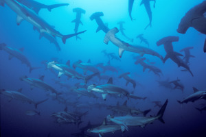 AP I COL APN SWIMMING WITH SHARKS