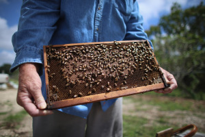 Honeybees Endangered As Colony Collapse Disorders Worsens