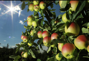 Apple Crop