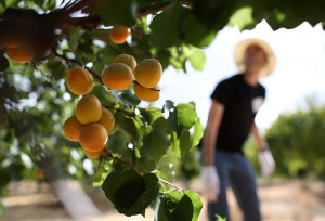 Urban Foraging Group Collects Fruit Off Private Property