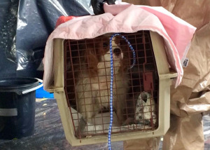 Ebola Dog