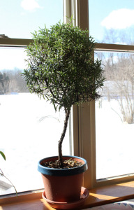 Gardening Rosemary Tree