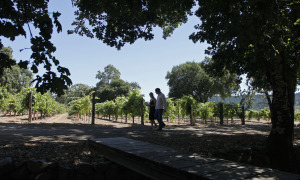Travel Trip Winery Walks