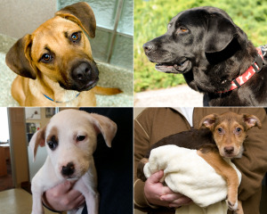 Pet Of The Week