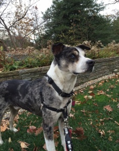 Ricky PetoftheWeek