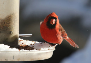 Cardinal bird