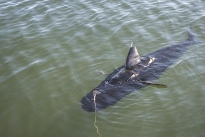 Tuna1