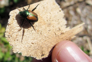 Japanese Beetle