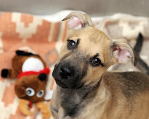 Brad Pet of the Week