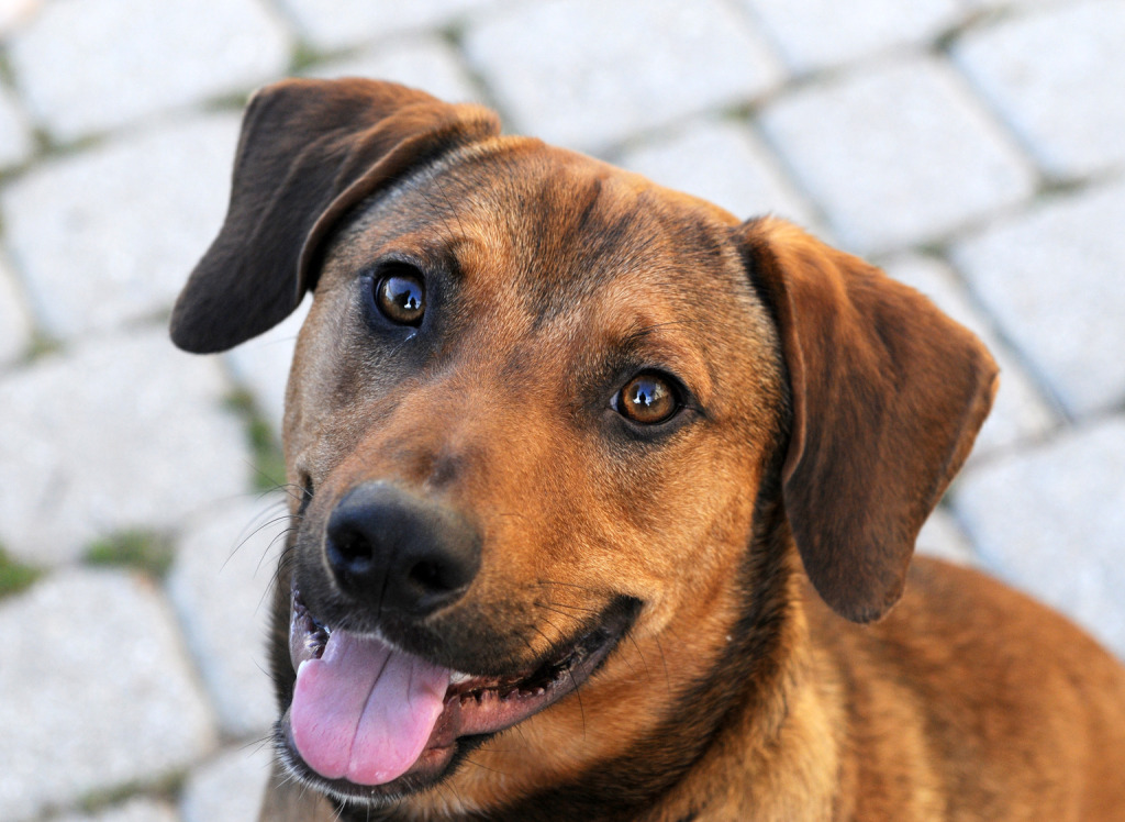 PetoftheWeek Ollie