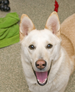 Rosie PetoftheWeek