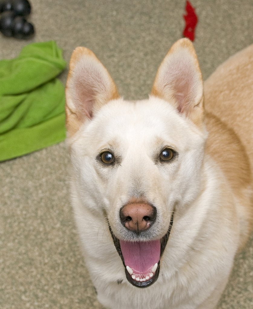 Rosie PetoftheWeek
