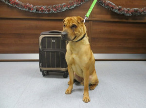 Kai scotlandspca