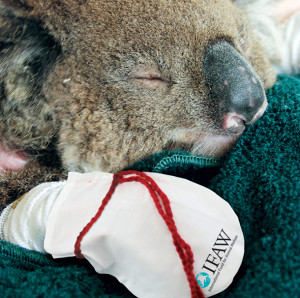 Koala rescue