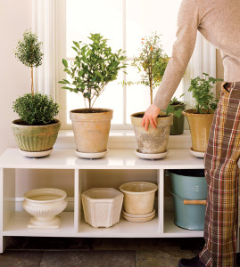 Plants