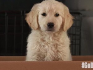 Puppy godaddy