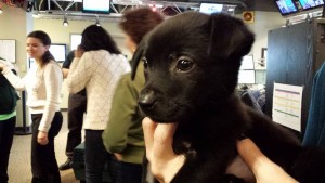 Puppycloseup