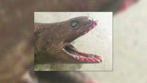 Rare shark