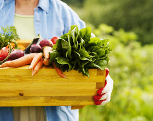 Vegetable garden ts