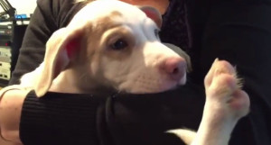 Whitepuppy