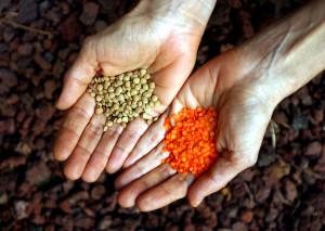 LENTILS