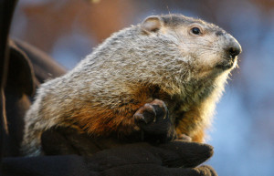 Punsutawney Phil