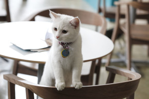 Cat Cafe by Purina ONE