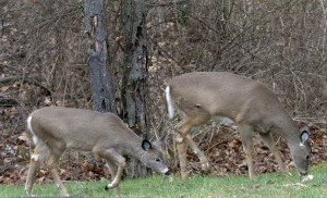 White tailed deer